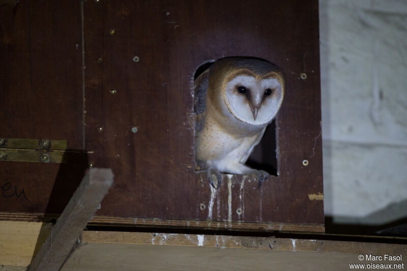 Western Barn Owlsubadult, Reproduction-nesting