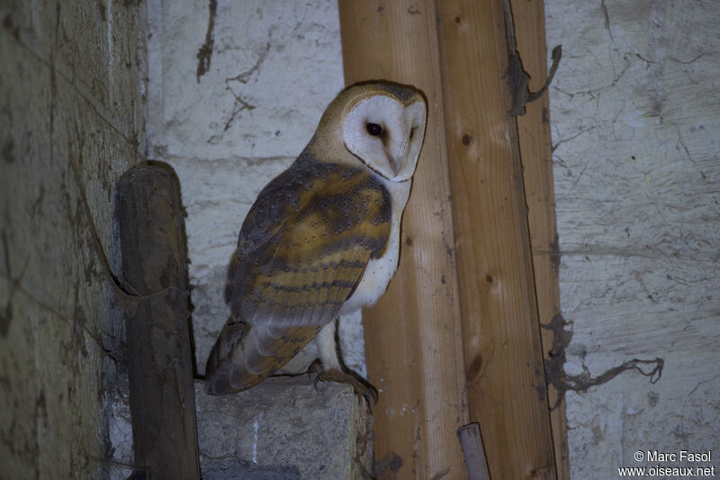 Western Barn Owlsubadult, habitat