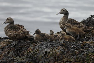 Eider à duvet