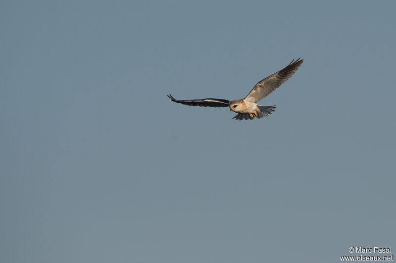 Black-winged Kitejuvenile, Flight