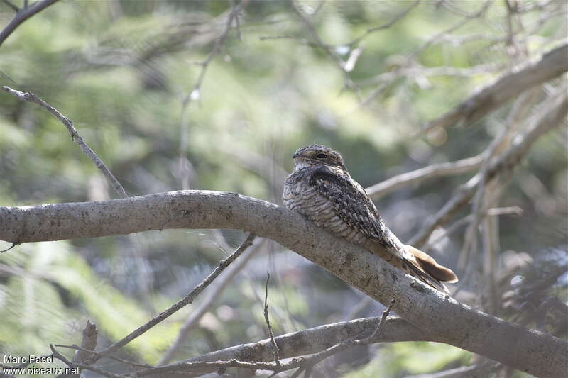Lesser Nighthawk female adult, identification, Behaviour