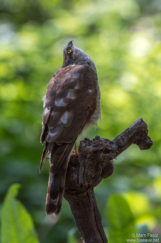 Eurasian Sparrowhawk female adult, identification