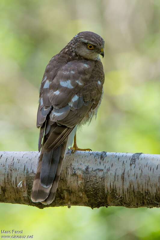Eurasian Sparrowhawk female Second year, aspect, pigmentation, fishing/hunting