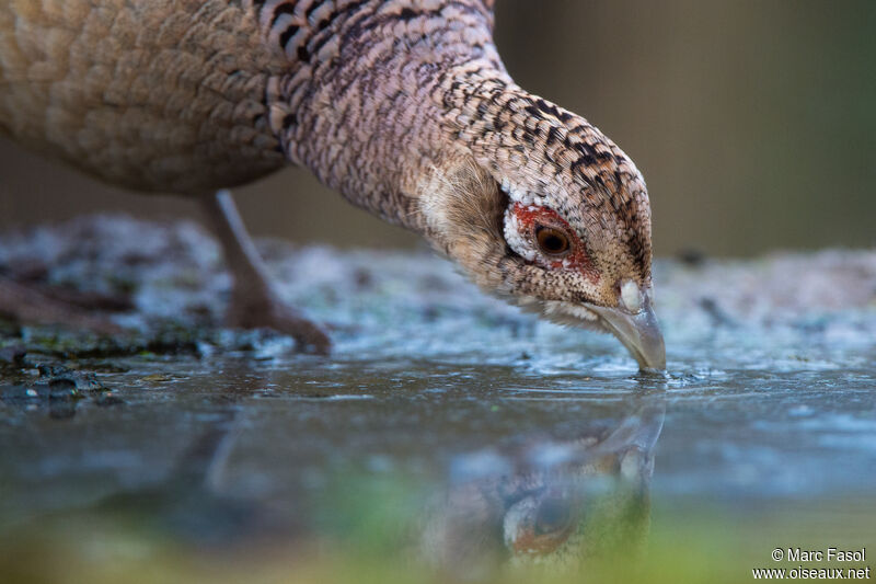 Common Pheasant female adult, close-up portrait, drinks