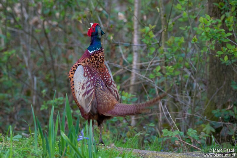Common Pheasant male adult breeding, identification, courting display, song