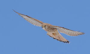 Common Kestrel