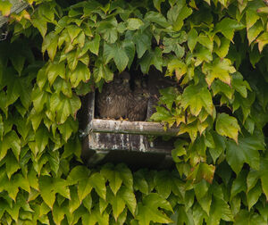 Common Kestrel