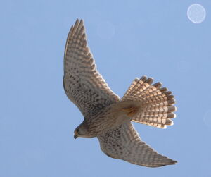 Common Kestrel 
&copy; Marc Fasol