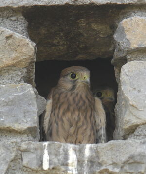 Common Kestrel 
&copy; Marc Fasol