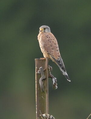 Common Kestrel 
&copy; Marc Fasol