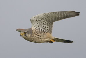 Common Kestrel 
&copy; Marc Fasol