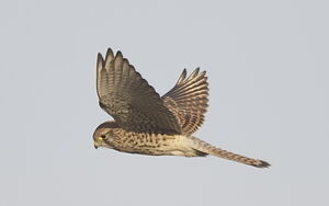Common Kestrel 
&copy; Marc Fasol