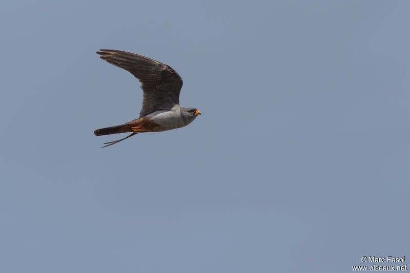 Red-footed Falcon male adult, Flight