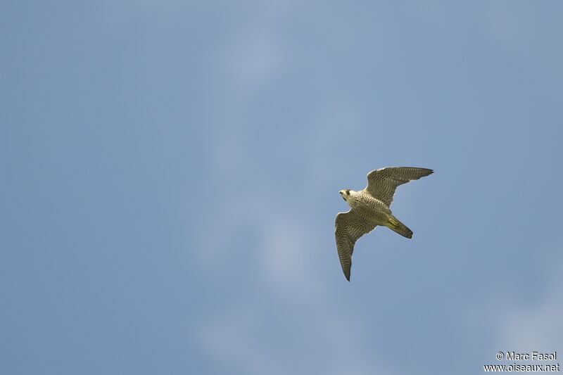 Peregrine Falconadult breeding, Flight