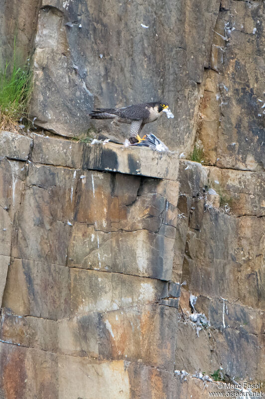 Peregrine Falcon female adult, identification, feeding habits, eats