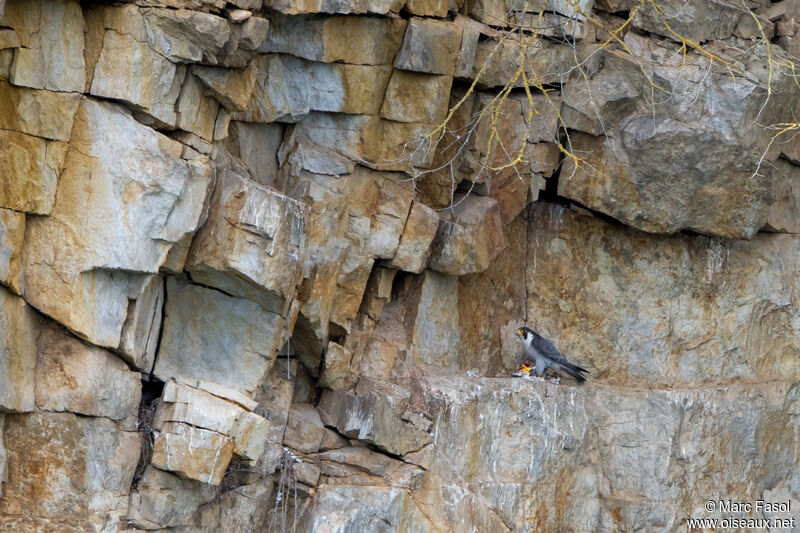Faucon pèlerin mâle adulte, habitat