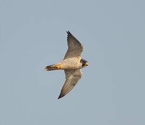 Peregrine Falcon