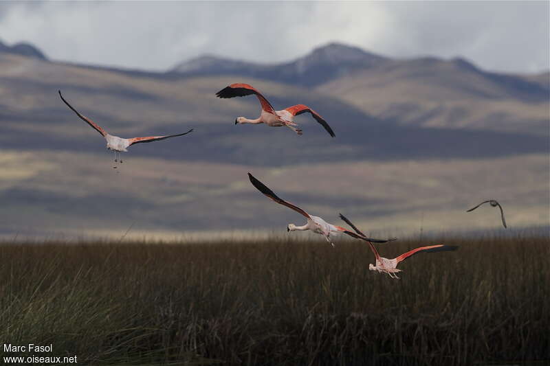 Chilean Flamingoadult, habitat, Flight