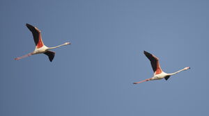 Flamant rose