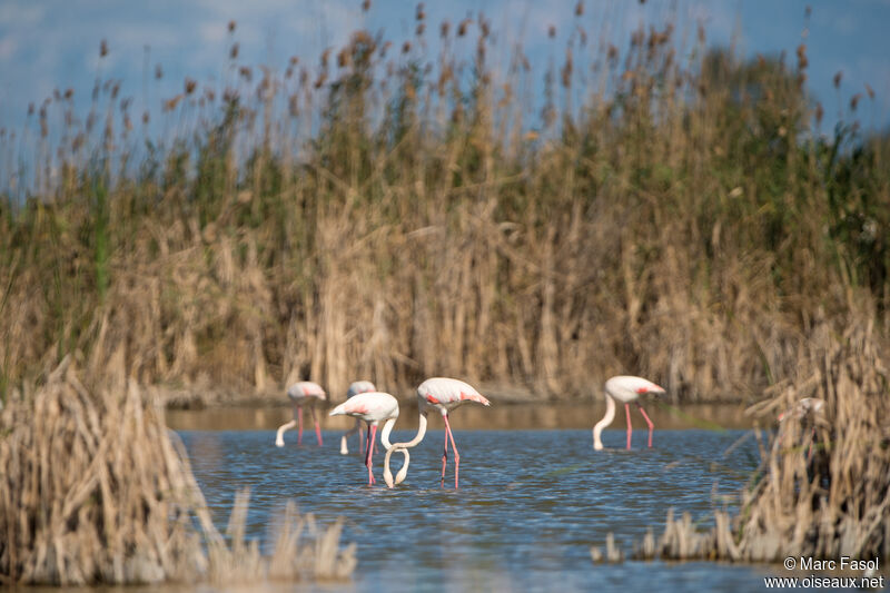 Greater Flamingo, identification, feeding habits