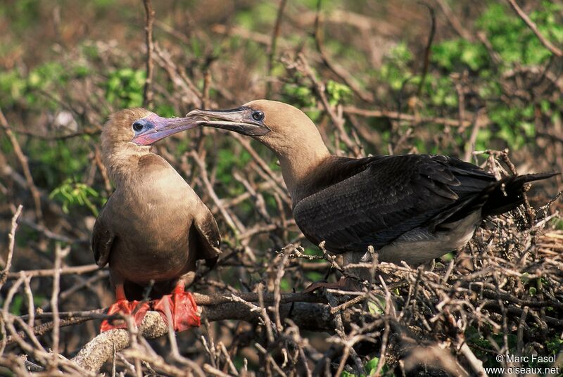 Red-footed Booby, identification, Reproduction-nesting