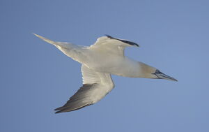 Northern Gannet