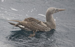 Northern Gannet