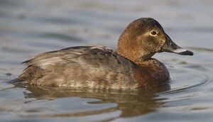 Common Pochard