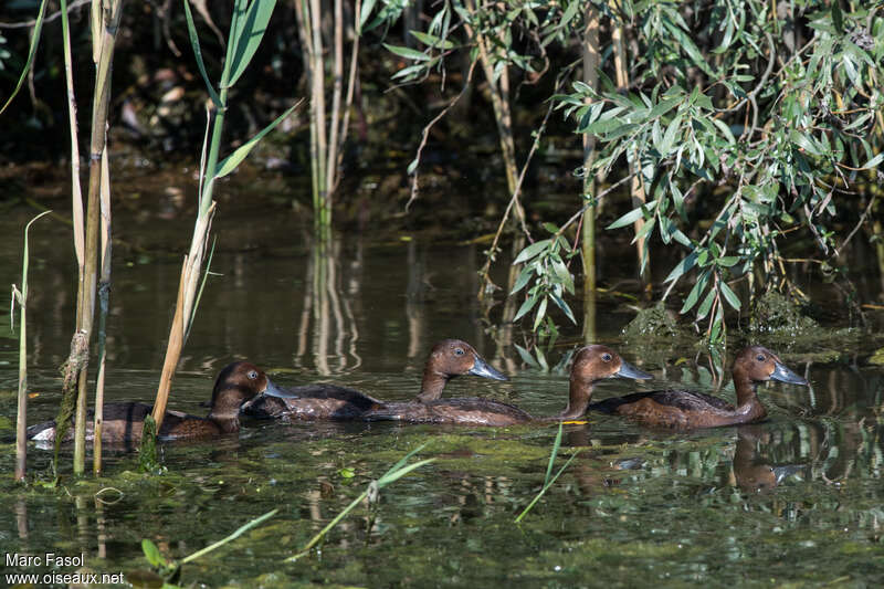 Ferruginous Duckjuvenile, habitat, pigmentation