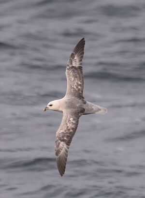Northern Fulmar