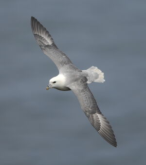 Fulmar bor�al 
&copy; Marc Fasol