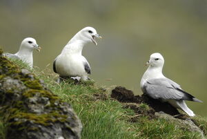 Fulmar bor�al 
&copy; Marc Fasol
