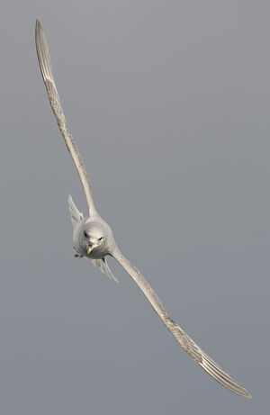 Northern Fulmar