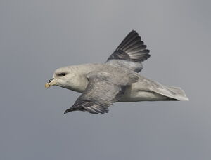 Northern Fulmar