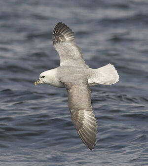 Northern Fulmar