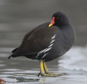 Common Moorhen