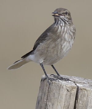 Black-billed Shrike-Tyrant