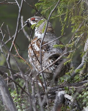 Hazel Grouse