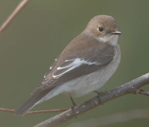 European Pied Flycatcher