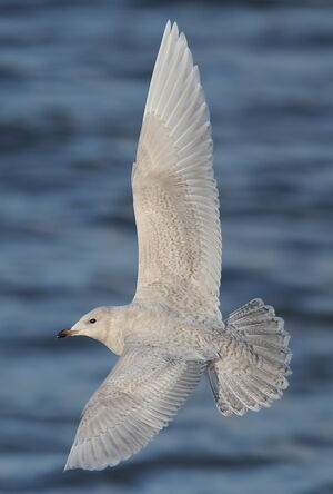 Iceland Gull
