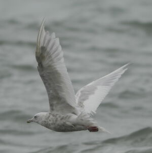 Iceland Gull
