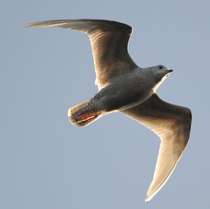Iceland Gull