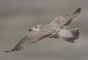 European Herring Gull