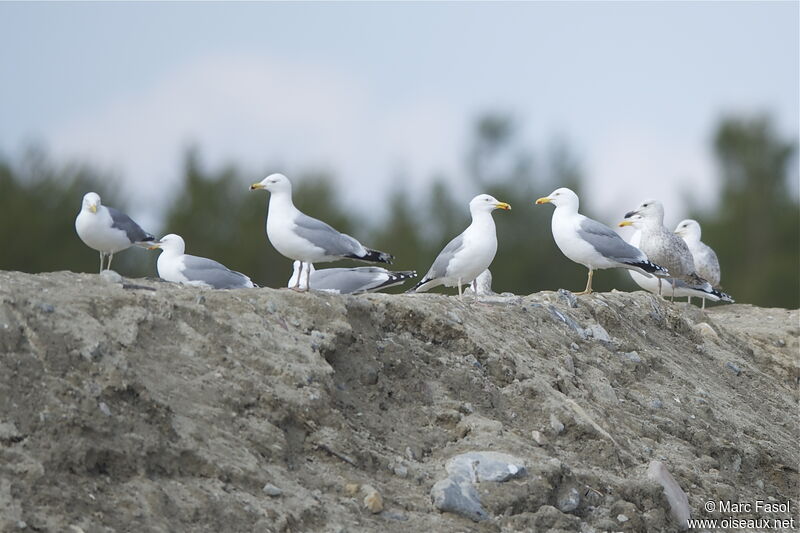 European Herring Gull, identification, feeding habits
