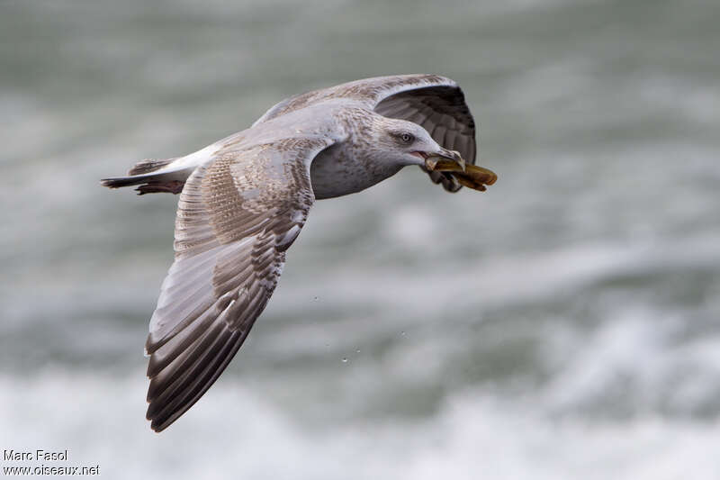 European Herring GullSecond year, moulting, pigmentation, Flight, feeding habits, fishing/hunting, eats