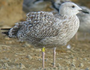 European Herring Gull