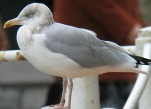 European Herring Gull