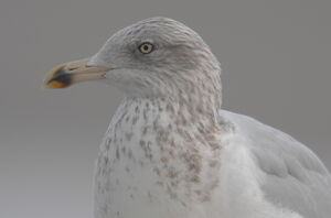 European Herring Gull