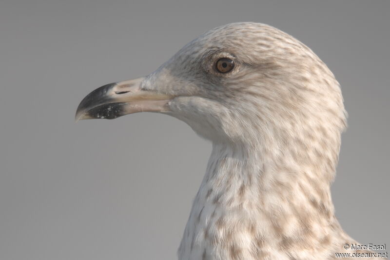 European Herring GullSecond year, identification