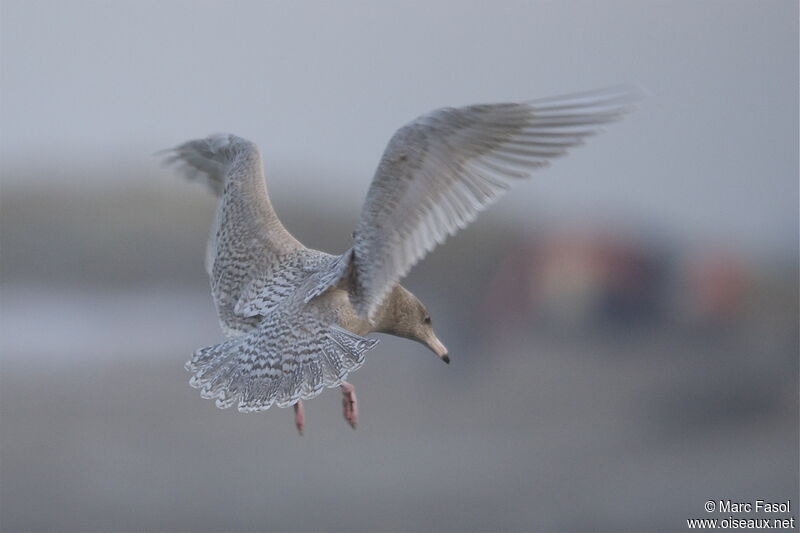 Glaucous Gull male Second year, Flight